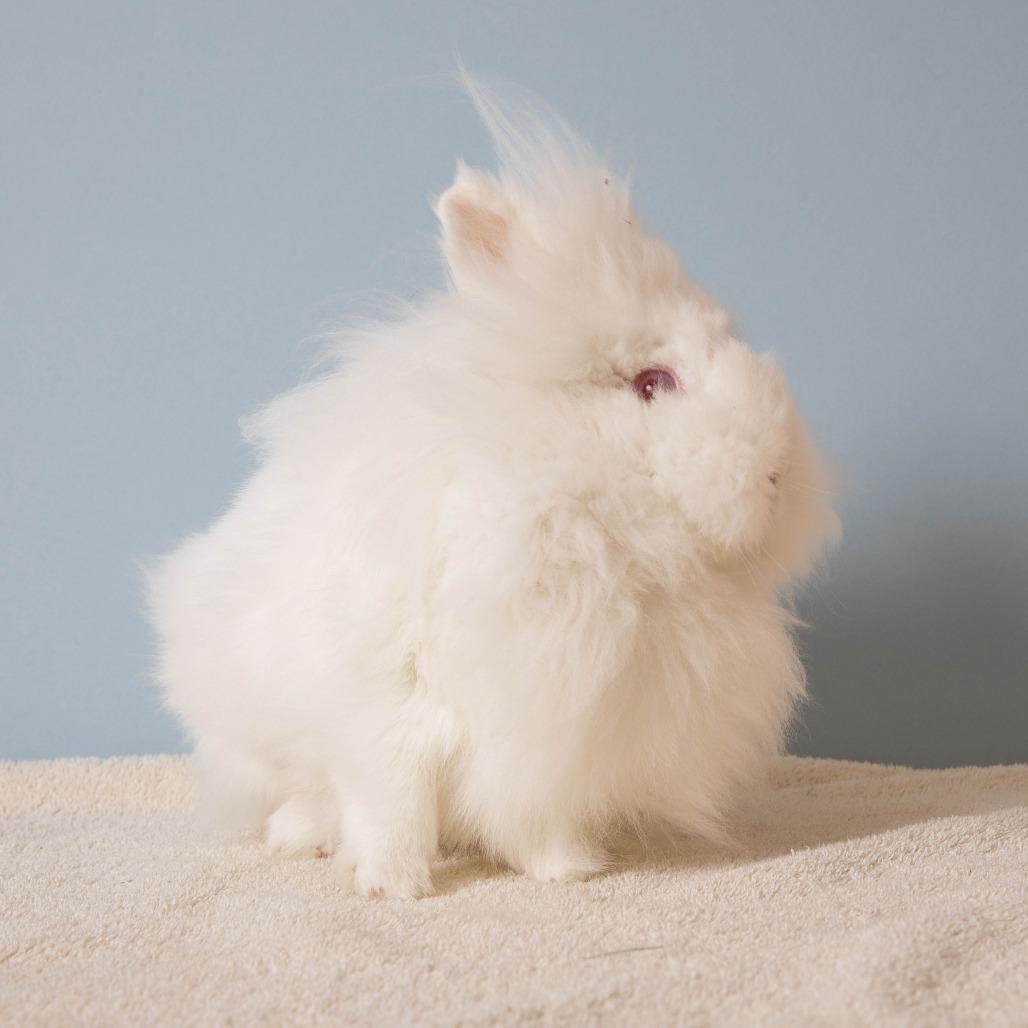 Enlarge Dr. Mel King, a Adoptable Lionhead in Richmond, CA image 6/6