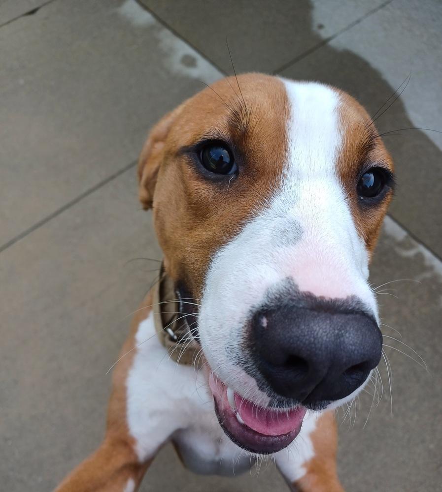 Snickerdoodle, Adoptable, Young Male English Coonhound.