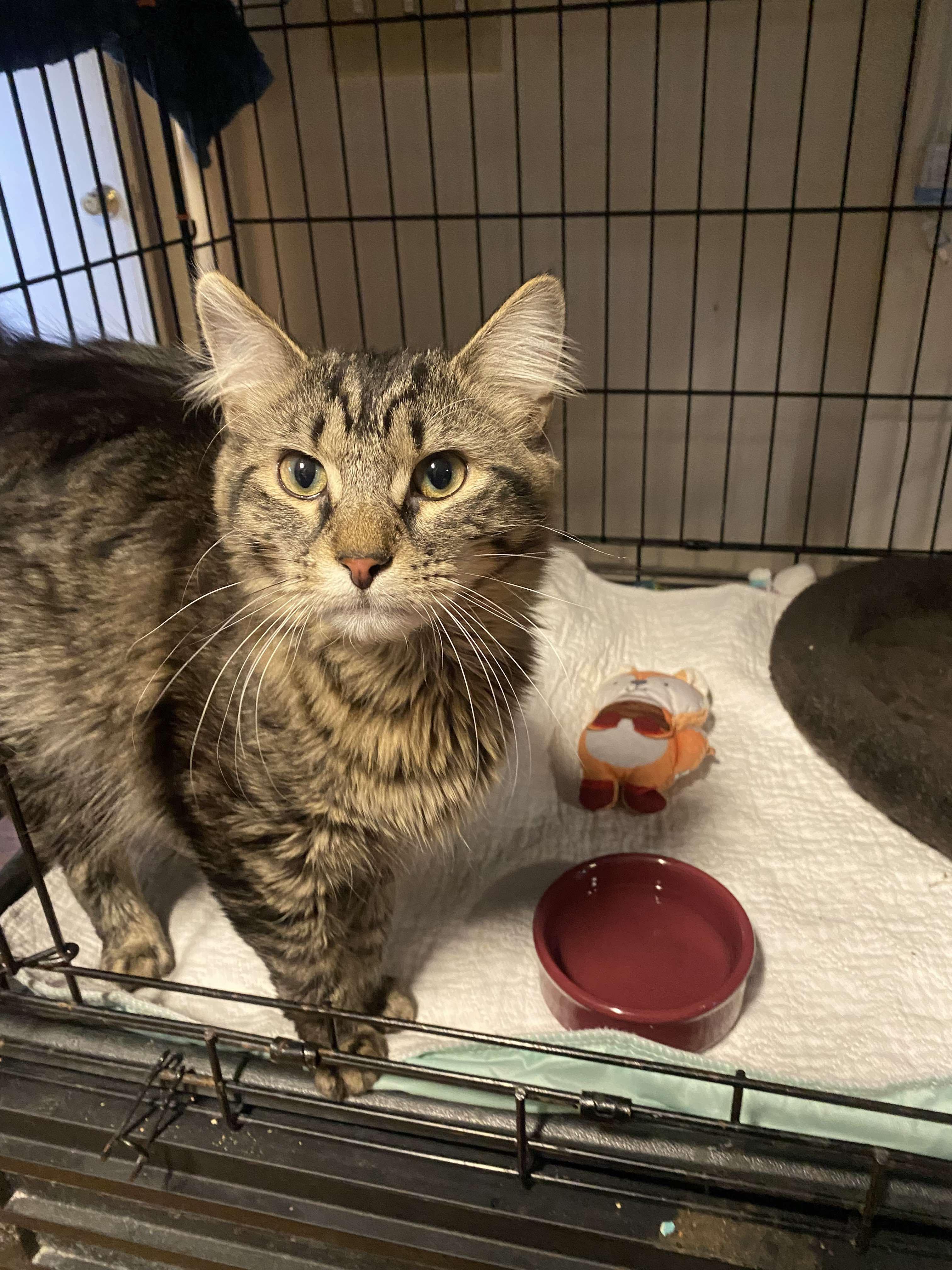 Smokey, Young Male Domestic Medium Hair