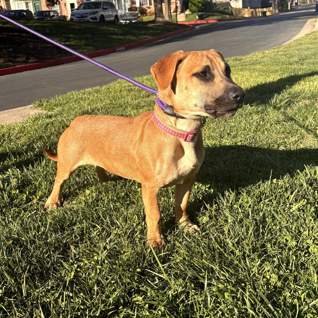 Toni, Adoptable, Young Female Basset Hound & Mixed Breed.