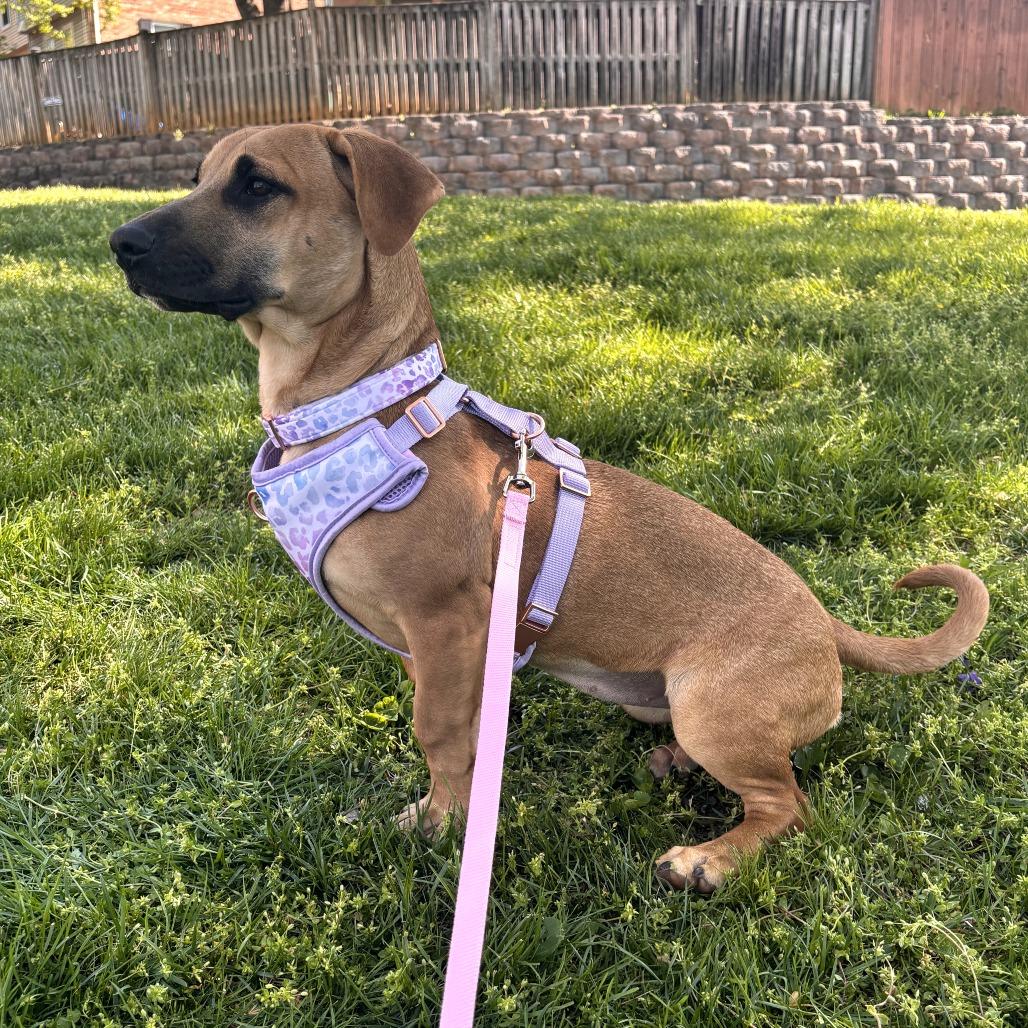 Toni, a Adoptable mixed breed in Rockville, MD image 2/6