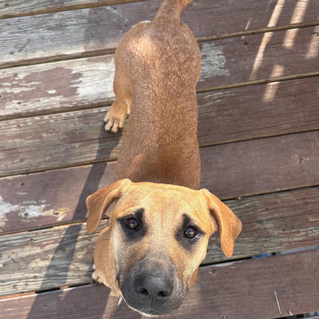 Toni, a Adoptable mixed breed in Rockville, MD image 4/6