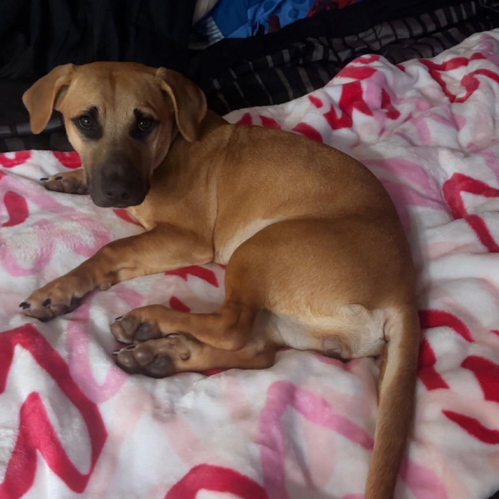 Toni, a Adoptable mixed breed in Rockville, MD image 5/6