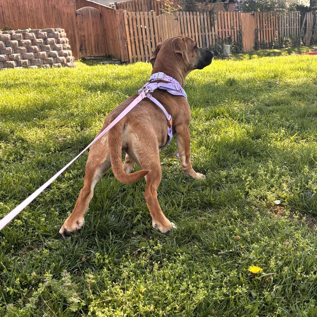 Toni, a Adoptable mixed breed in Rockville, MD image 6/6