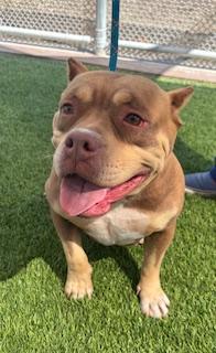 SAGE, Adoptable, Adult Female Pit Bull Terrier & English Bulldog.