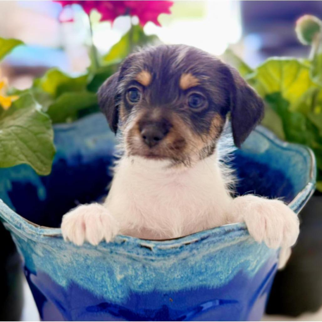 Aster, Adoptable, Puppy Male Terrier & Mixed Breed.