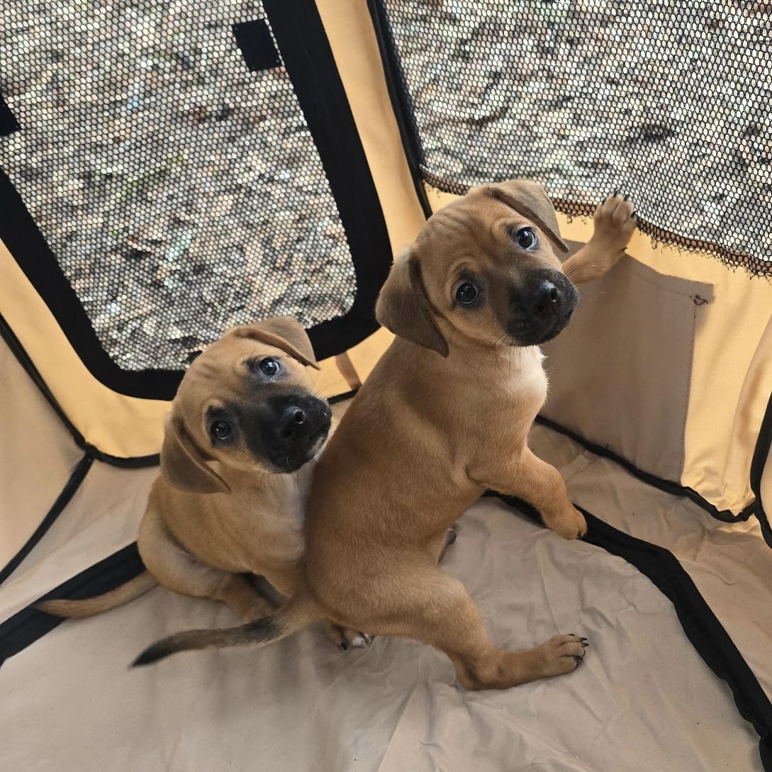 Enlarge Jackson & Jordan, a Adoptable mixed breed in Lynn, MA image 5/6