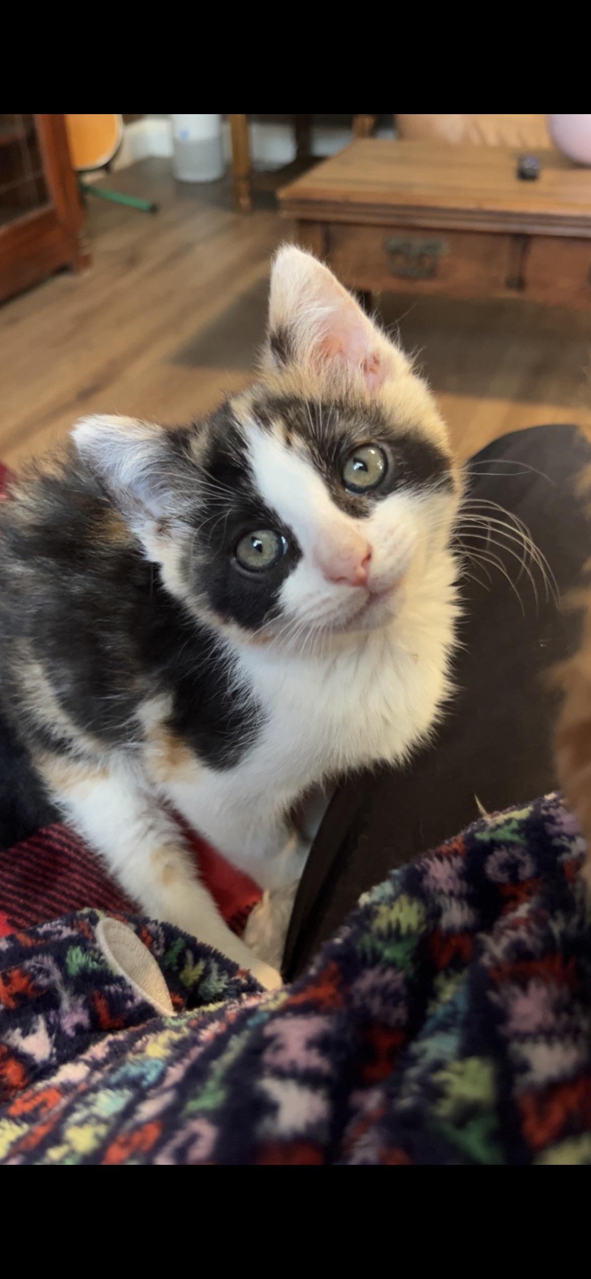 Enlarge Lizzy, a ADOPTABLE Domestic Medium Hair in Sherman, IL image 1/1