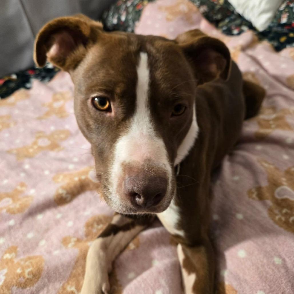 Enlarge Sip n Shop, a Adoptable Terrier in St. Louis, MO image 1/6
