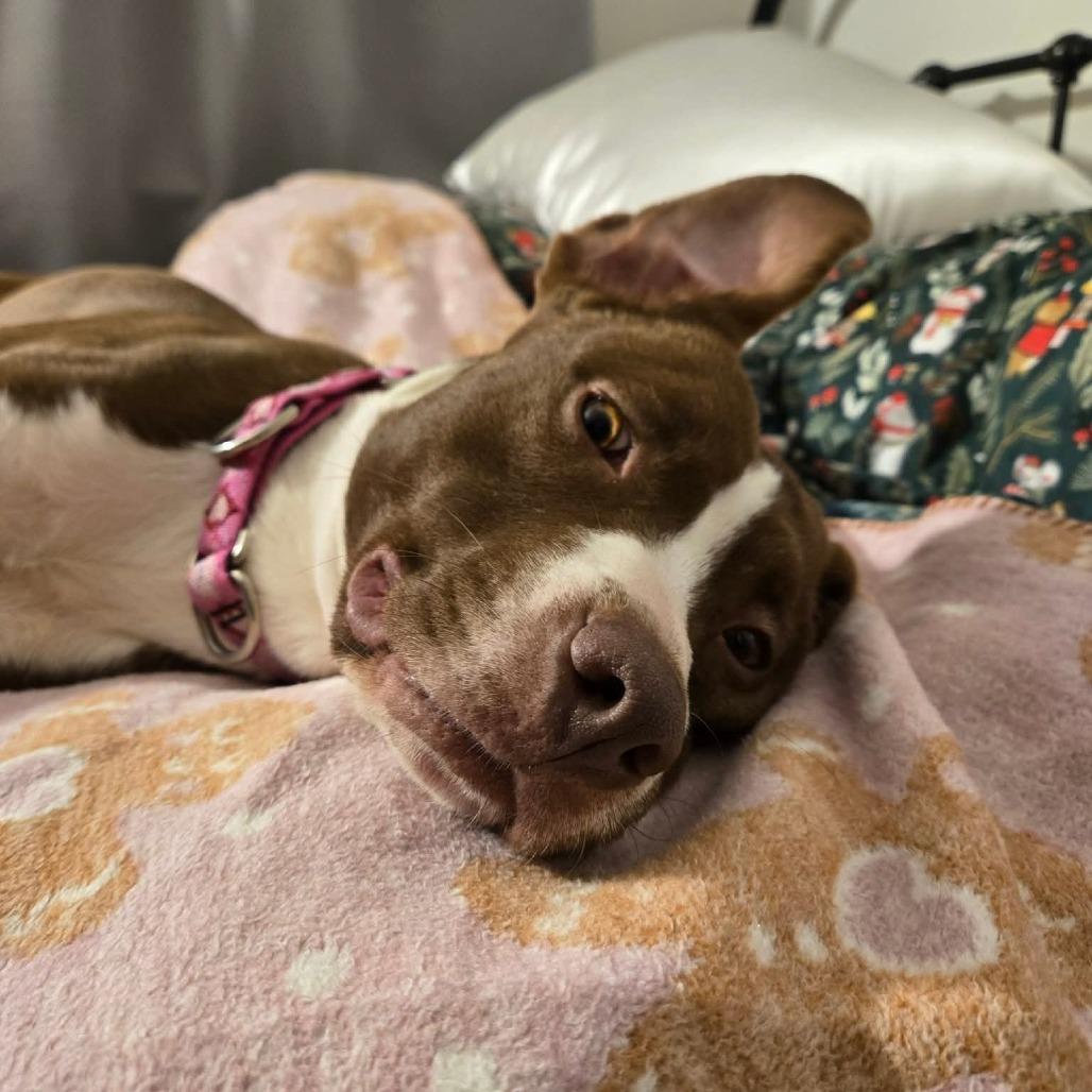 Enlarge Sip n Shop, a Adoptable Terrier in St. Louis, MO image 2/6