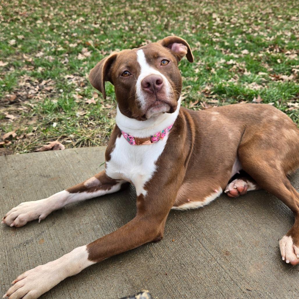 Enlarge Sip n Shop, a Adoptable Terrier in St. Louis, MO image 3/6