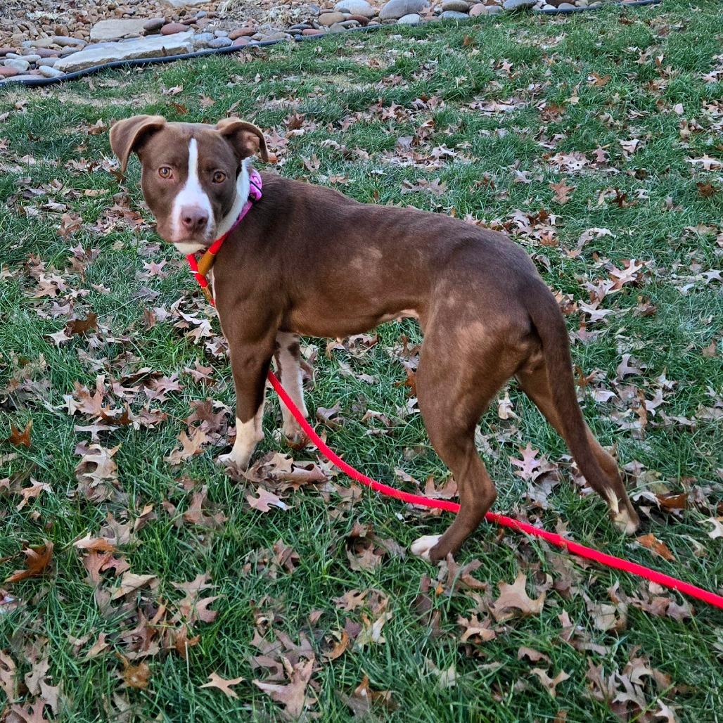 Enlarge Sip n Shop, a Adoptable Terrier in St. Louis, MO image 4/6