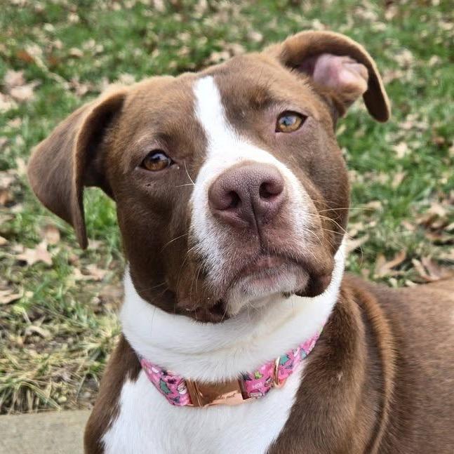 Enlarge Sip n Shop, a Adoptable Terrier in St. Louis, MO image 6/6