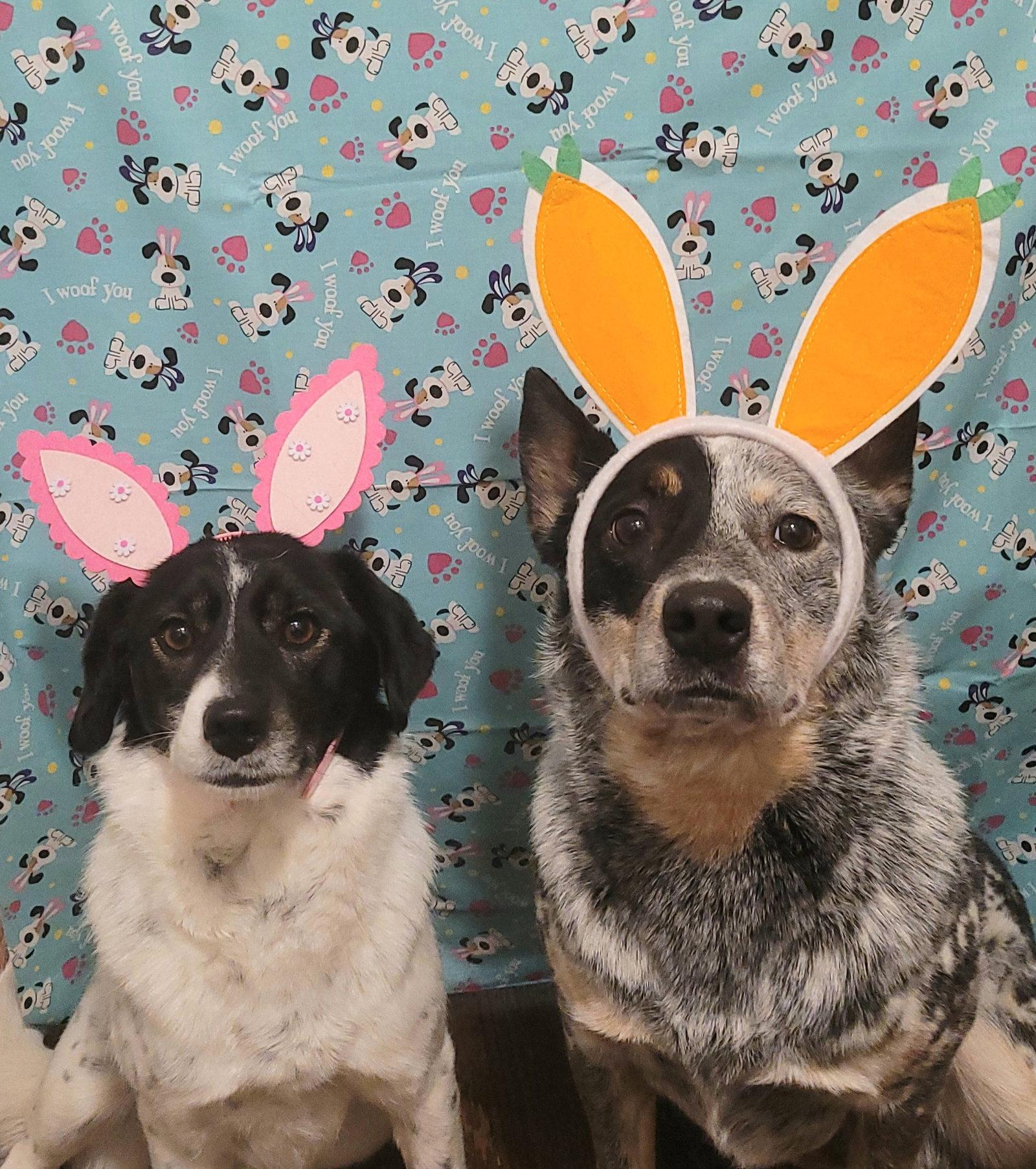 Lisa & Teddy Bonded Pair, Adoptable, Adult Female Australian Cattle Dog / Blue Heeler.