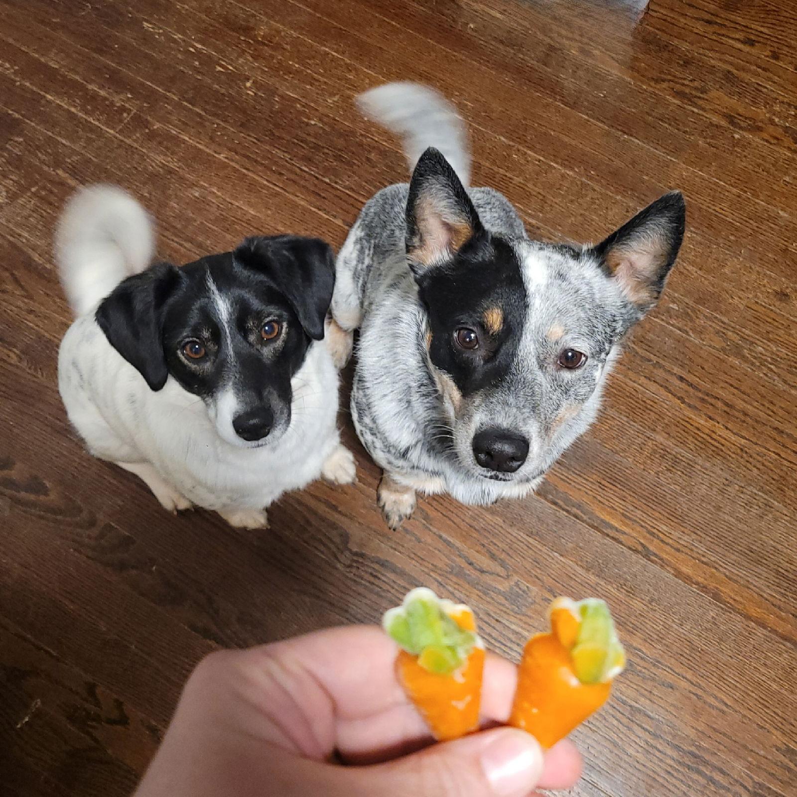 Lisa & Teddy Bonded Pair, Adoptable, Adult Female Australian Cattle Dog / Blue Heeler.