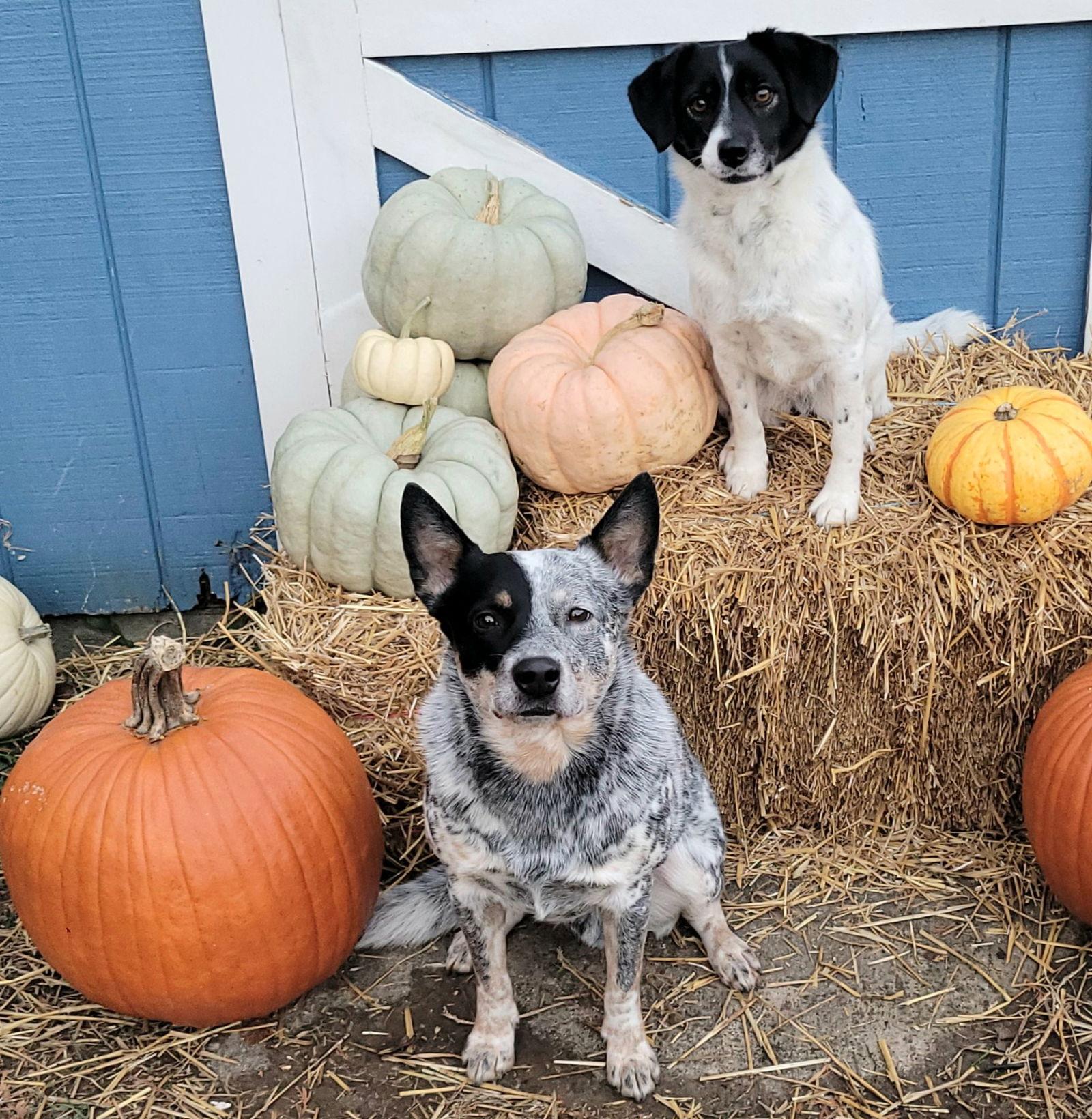 Enlarge Lisa & Teddy Bonded Pair, a Adoptable Australian Cattle Dog / Blue Heeler in Akron, OH image 2/3