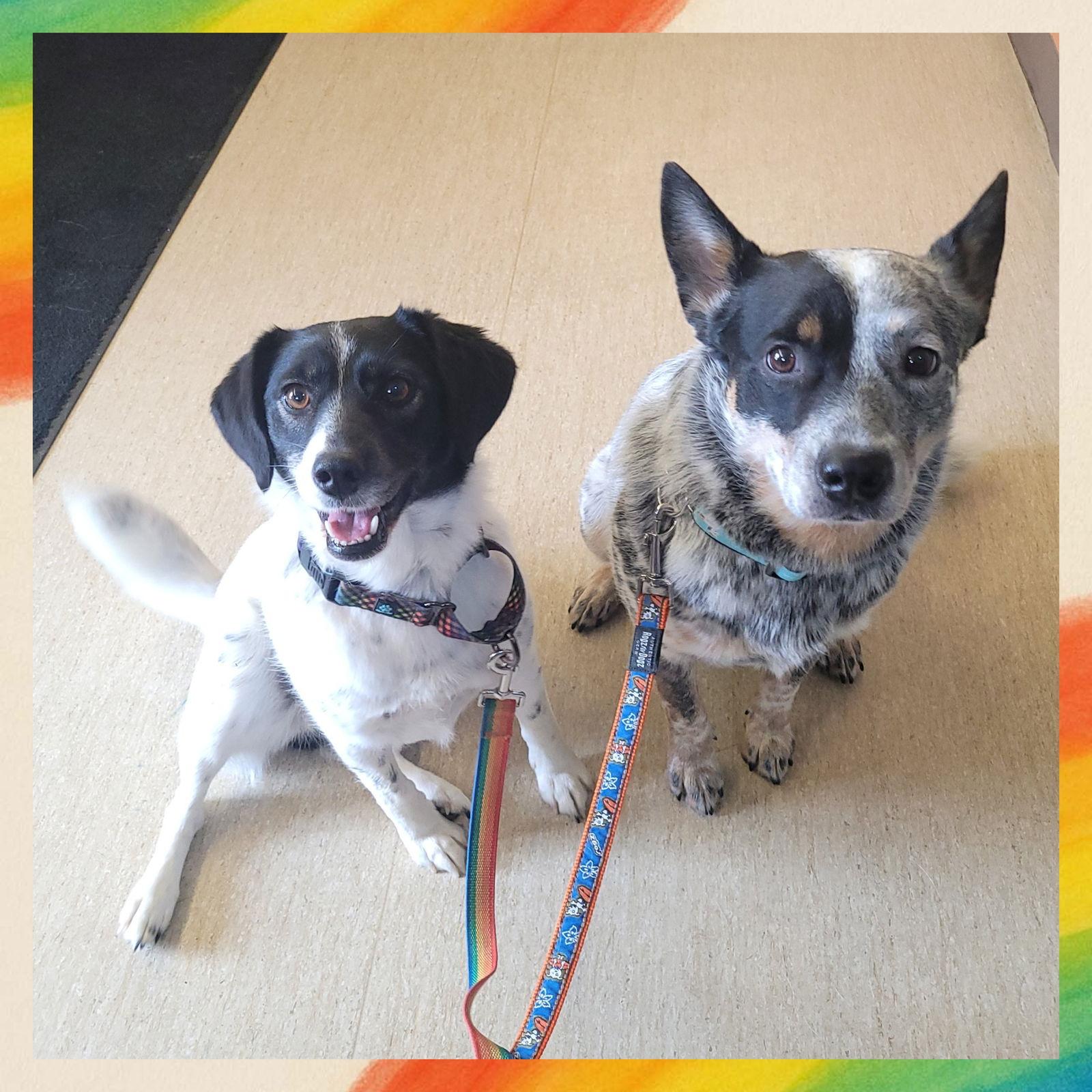 Enlarge Lisa & Teddy Bonded Pair, a Adoptable Australian Cattle Dog / Blue Heeler in Akron, OH image 3/3