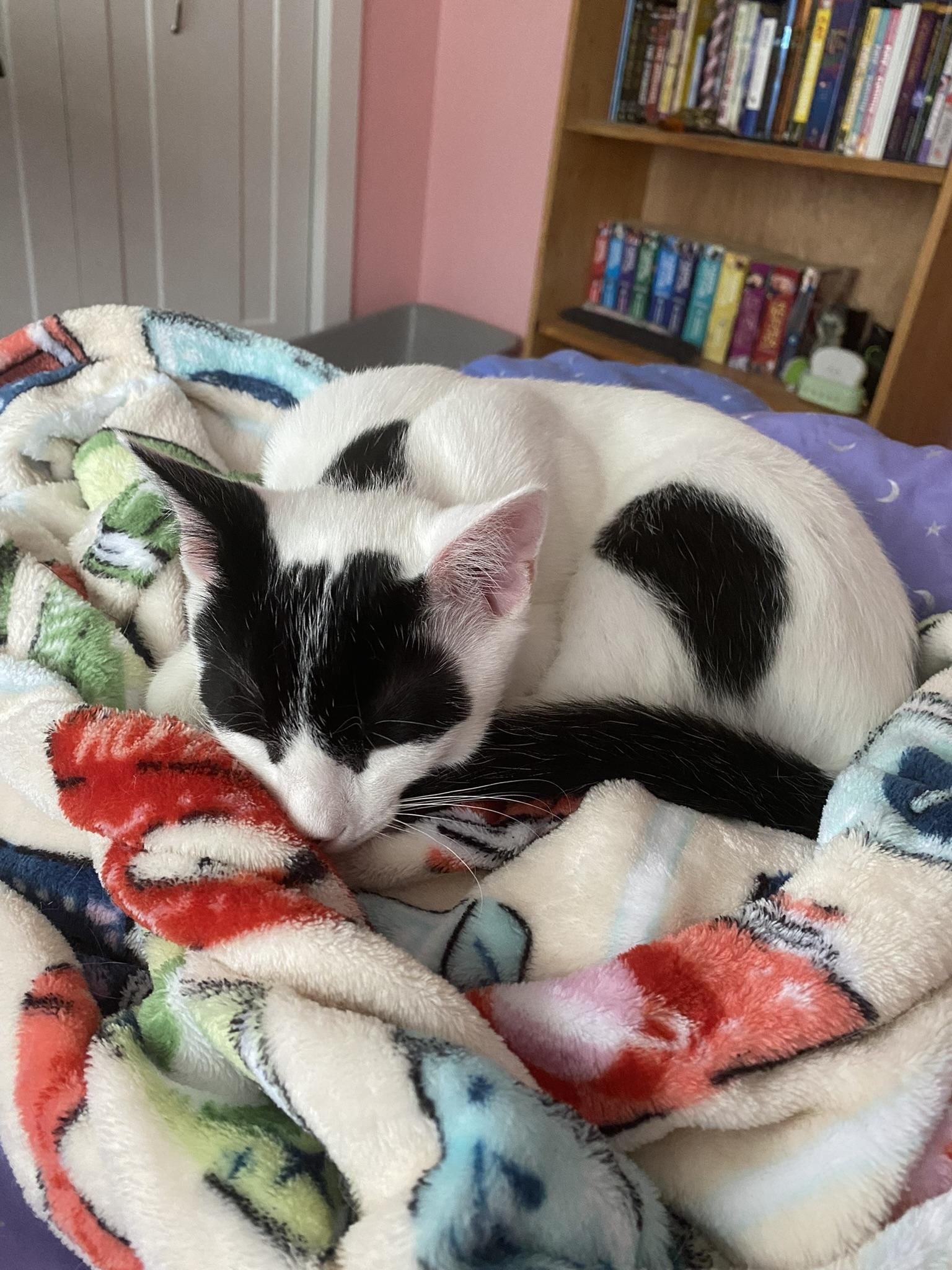 Reed, a ADOPTABLE Domestic Short Hair in Allentown, PA image 3/6
