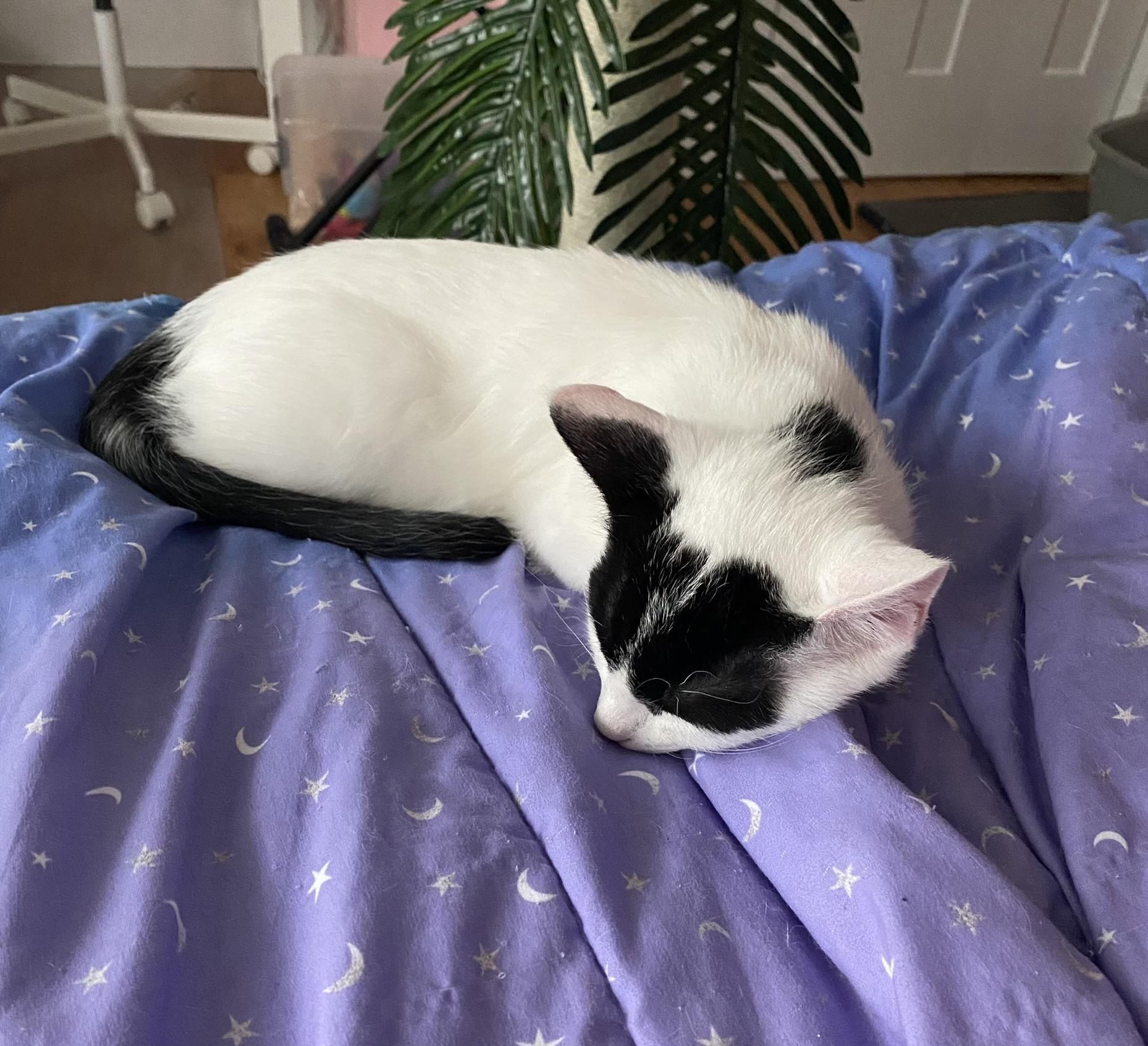 Reed, a ADOPTABLE Domestic Short Hair in Allentown, PA image 5/6