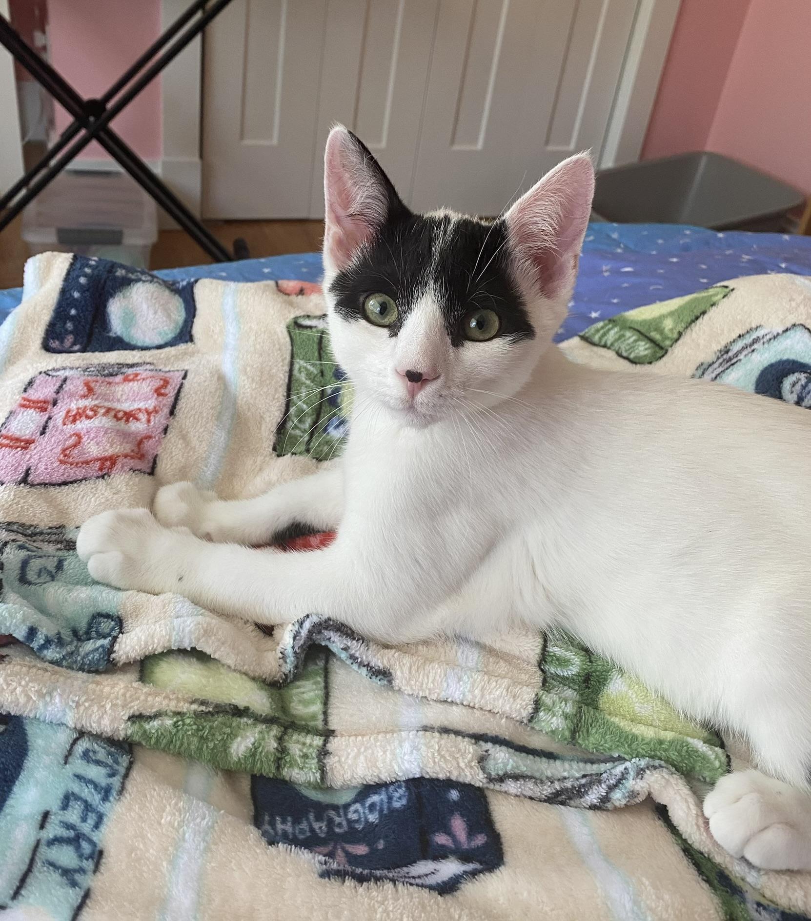 Reed, ADOPTABLE, Kitten Male Domestic Short Hair.