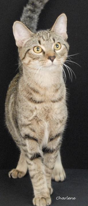 Rubiks Cube, Adoptable, Young Male Domestic Short Hair.