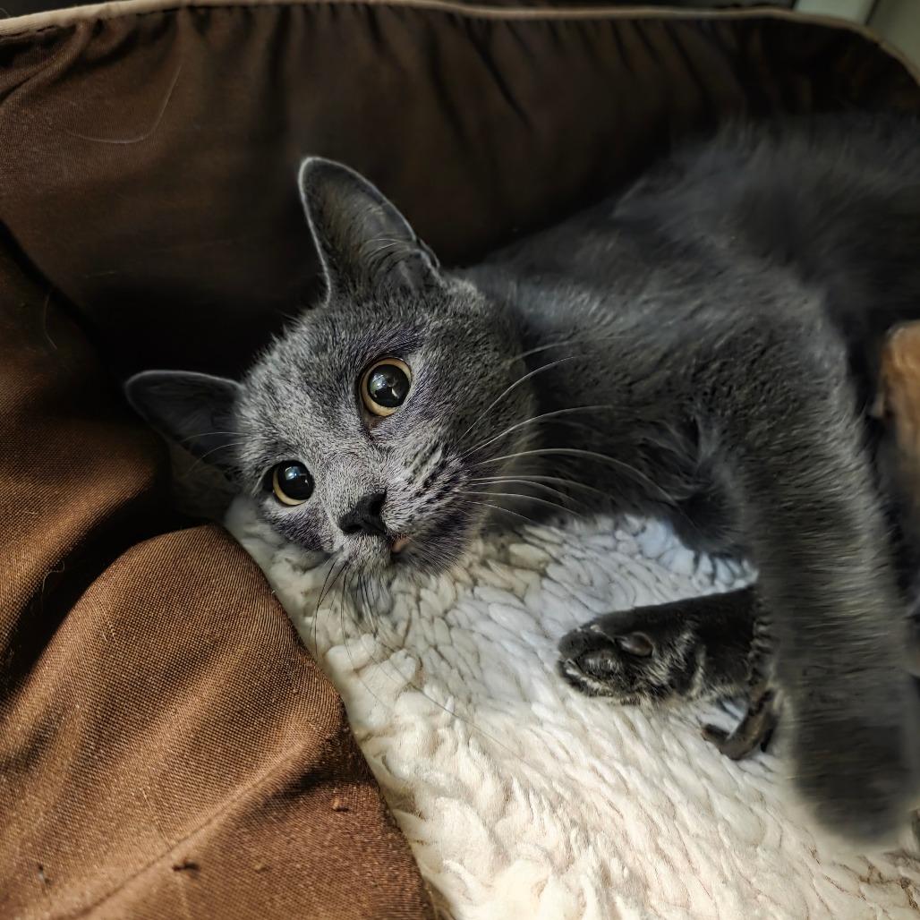 Ms. Piggy, a Adoptable Domestic Short Hair in Port Townsend, WA image 1/6