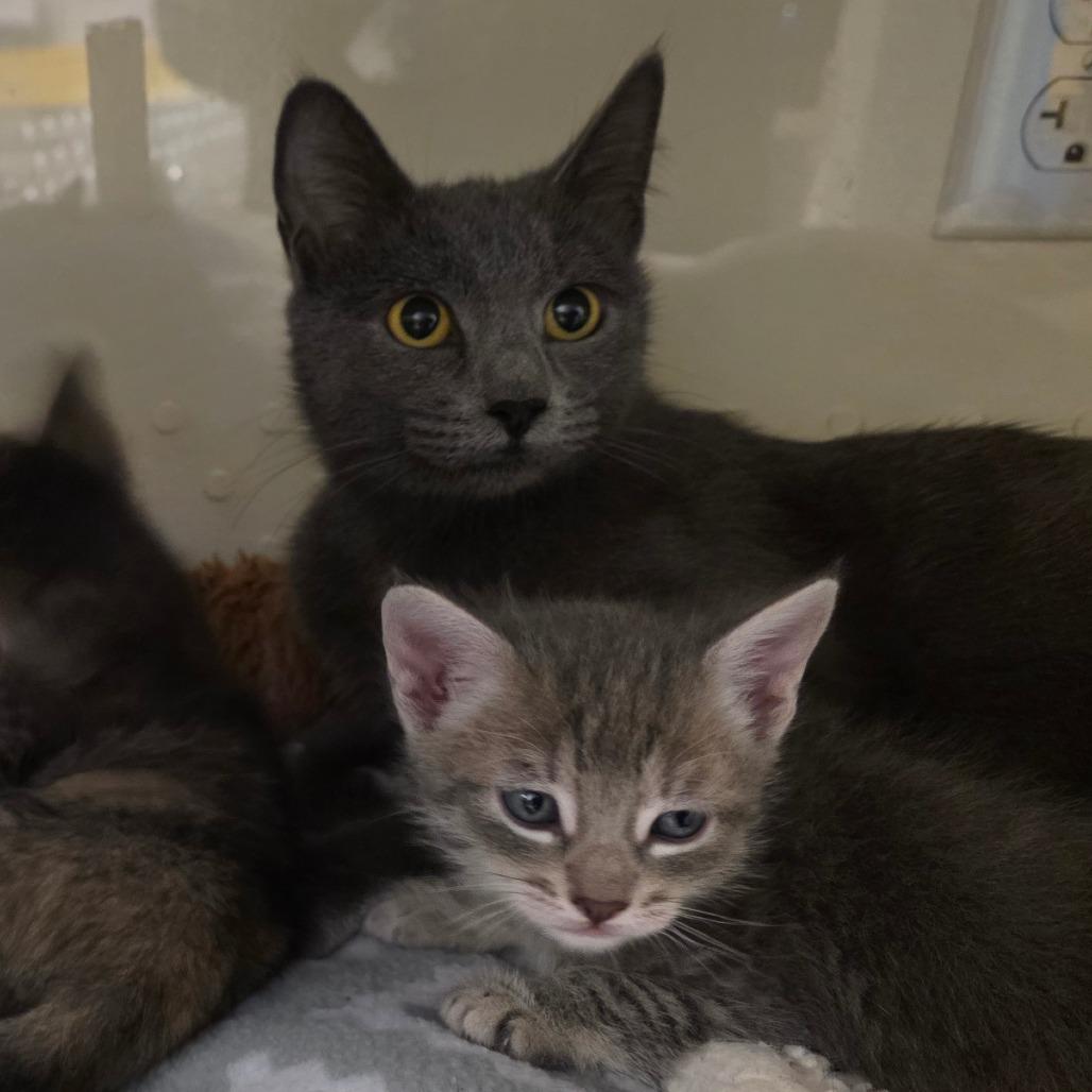 Ms. Piggy, a Adoptable Domestic Short Hair in Port Townsend, WA image 3/6