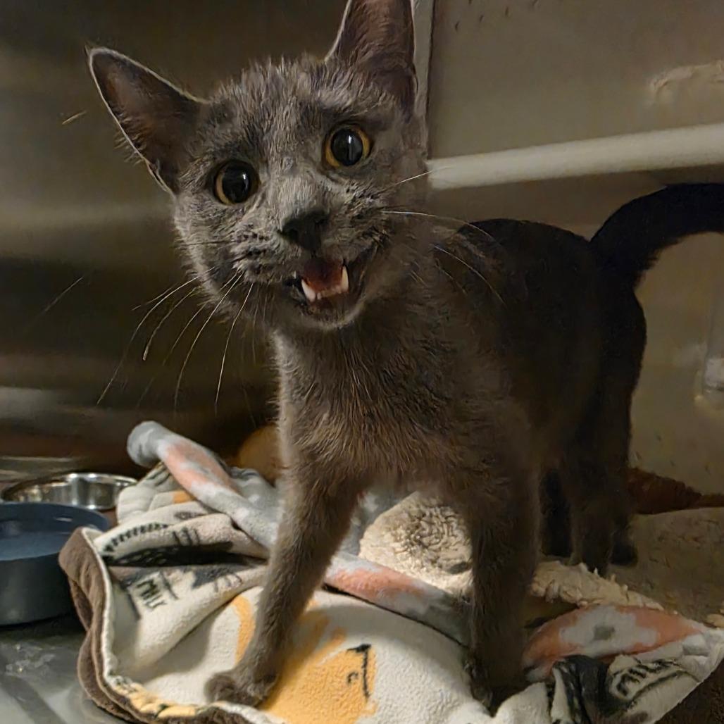 Ms. Piggy, a Adoptable Domestic Short Hair in Port Townsend, WA image 5/6