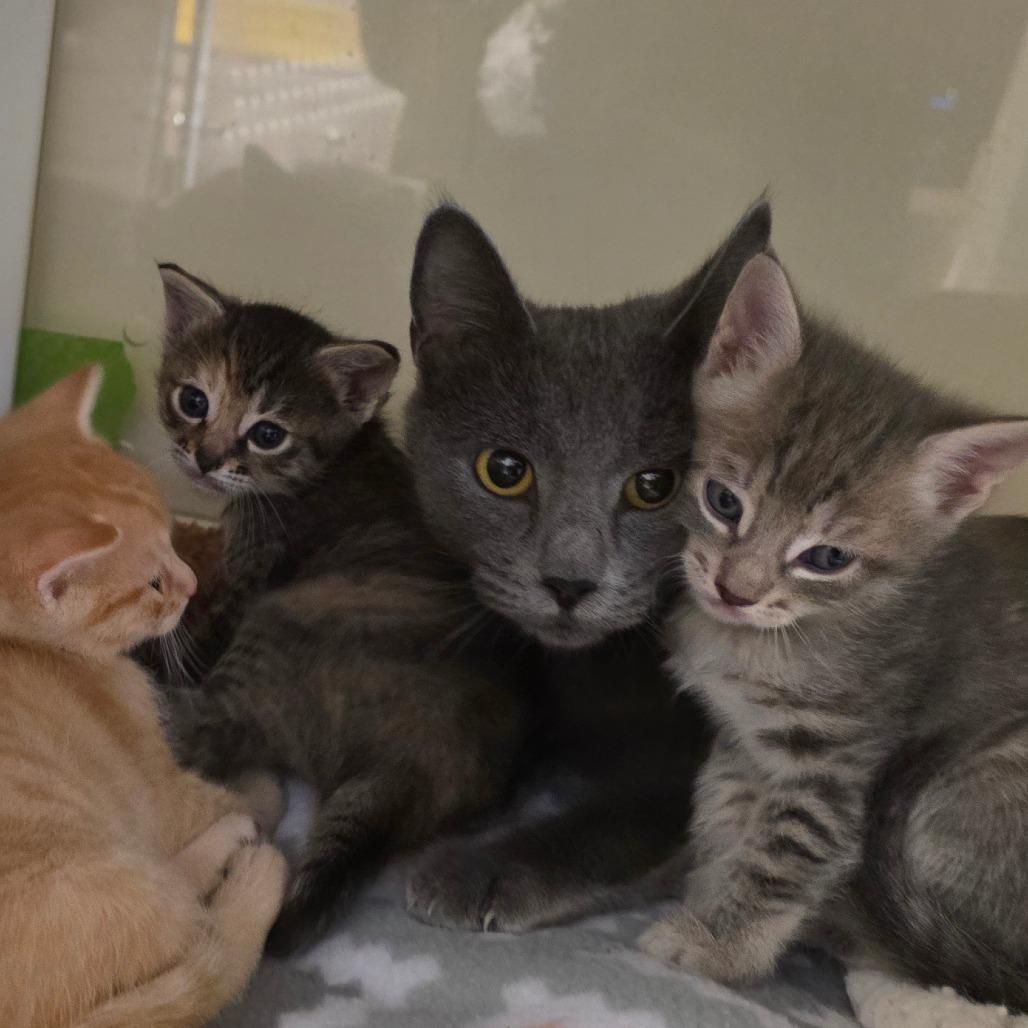 Ms. Piggy, a Adoptable Domestic Short Hair in Port Townsend, WA image 6/6