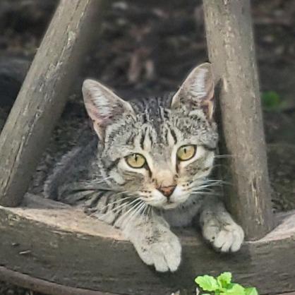 Jaycey, a Adoptable Domestic Short Hair in Rochester, MN image 1/2