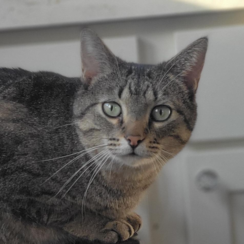 Jaycey, a Adoptable Domestic Short Hair in Rochester, MN image 2/2