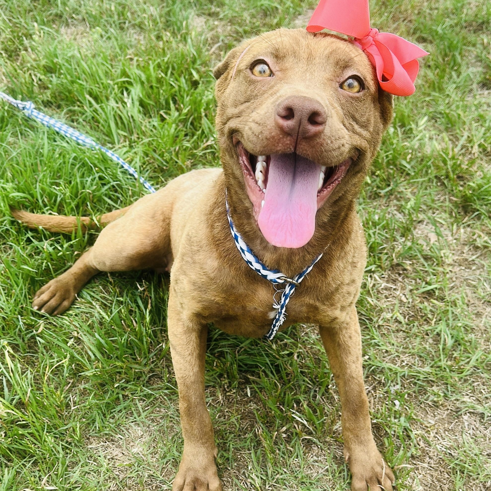 Enlarge Hazel, a Adoptable mixed breed in Gonzales, TX image 1/5