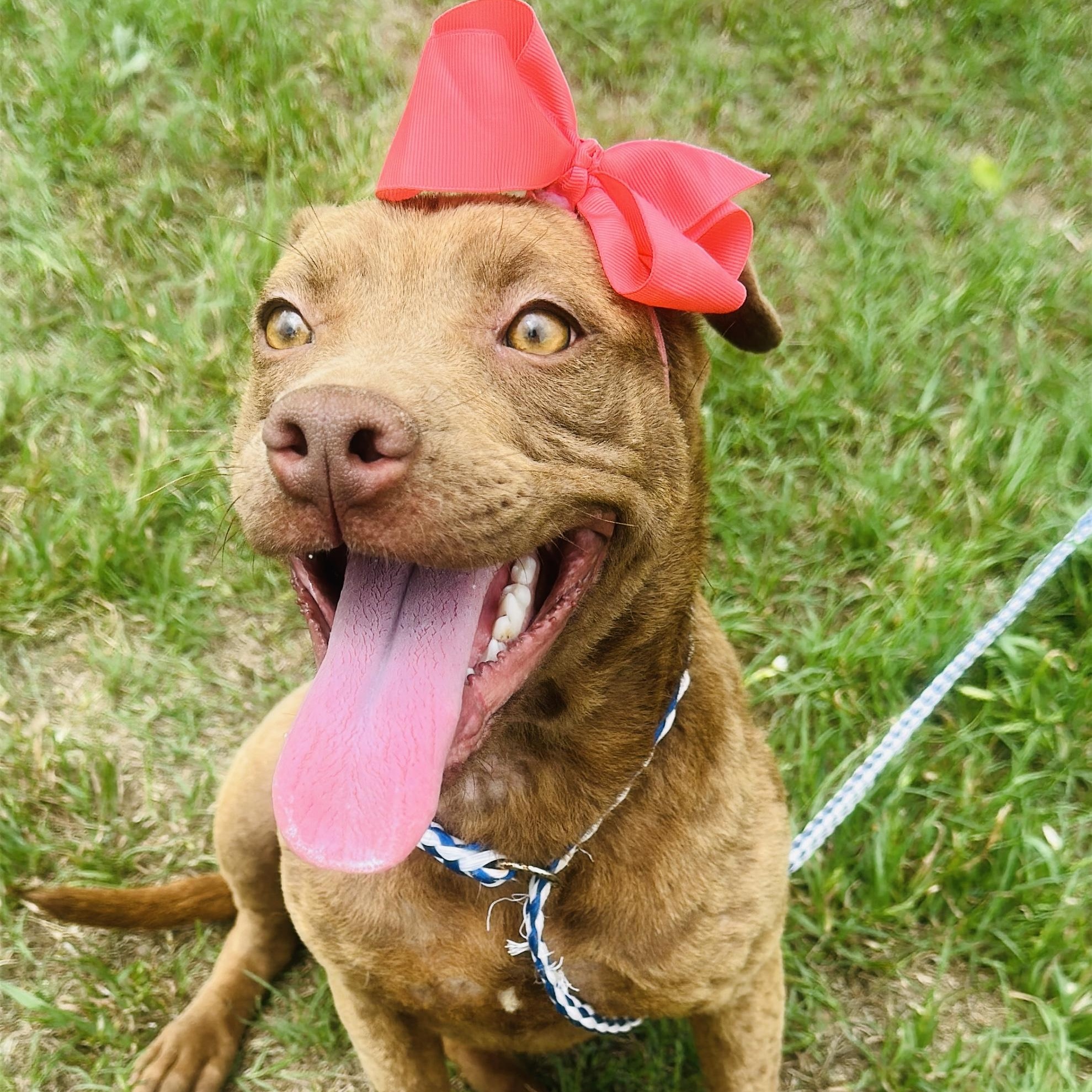 Enlarge Hazel, a Adoptable mixed breed in Gonzales, TX image 4/5