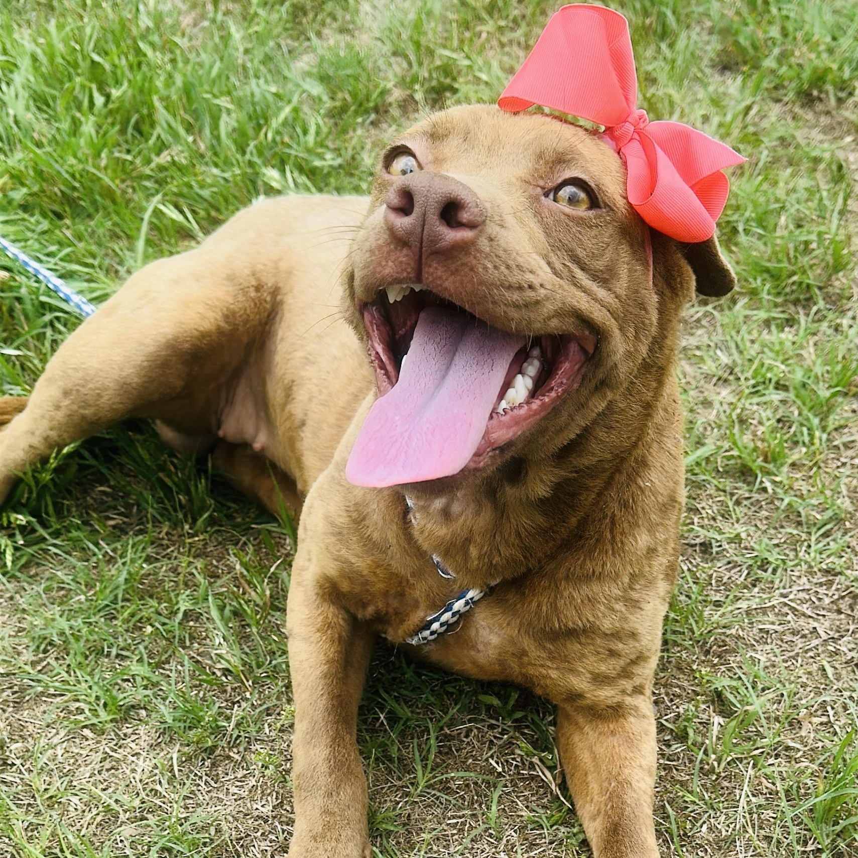 Enlarge Hazel, a Adoptable mixed breed in Gonzales, TX image 3/5