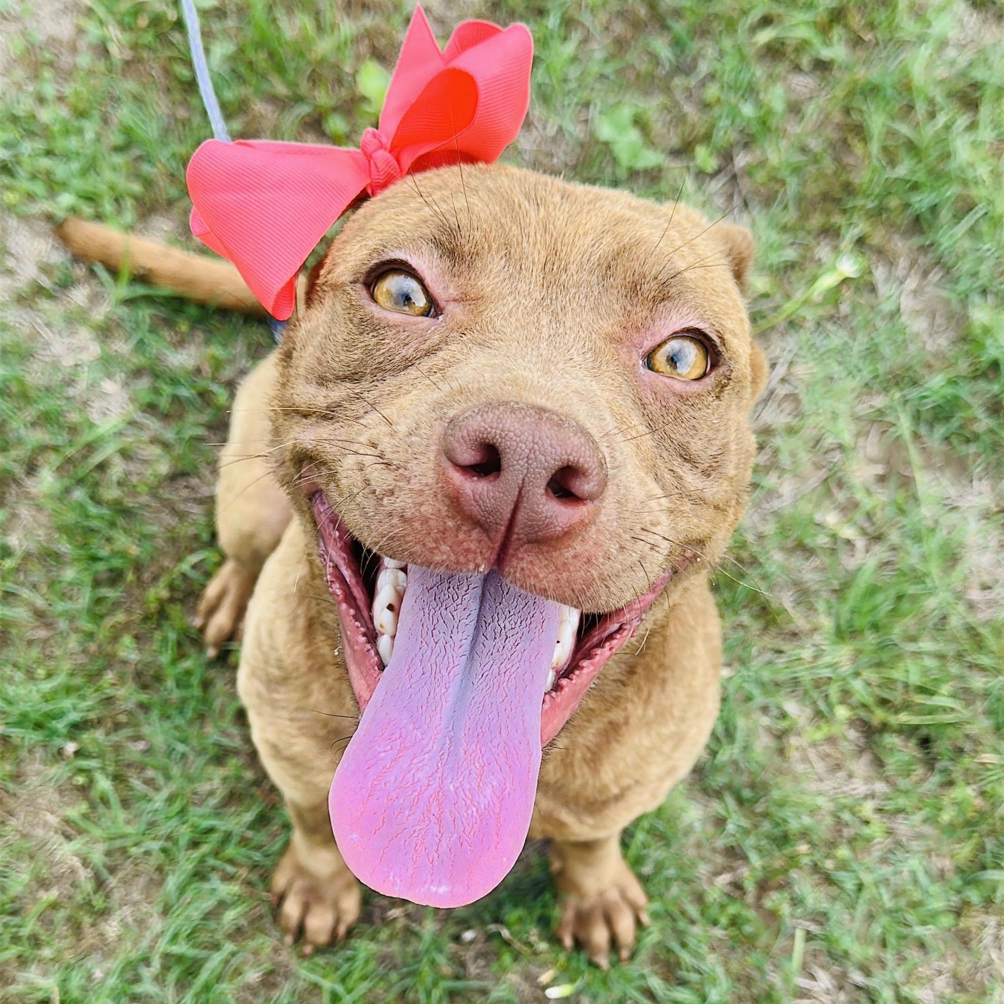 Enlarge Hazel, a Adoptable mixed breed in Gonzales, TX image 5/5