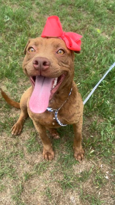 Enlarge Hazel, a Adoptable mixed breed in Gonzales, TX video 2/5