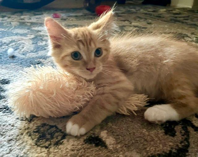 Enlarge Scooby, a Adopted Domestic Medium Hair in Lake Orion, MI image 2/3