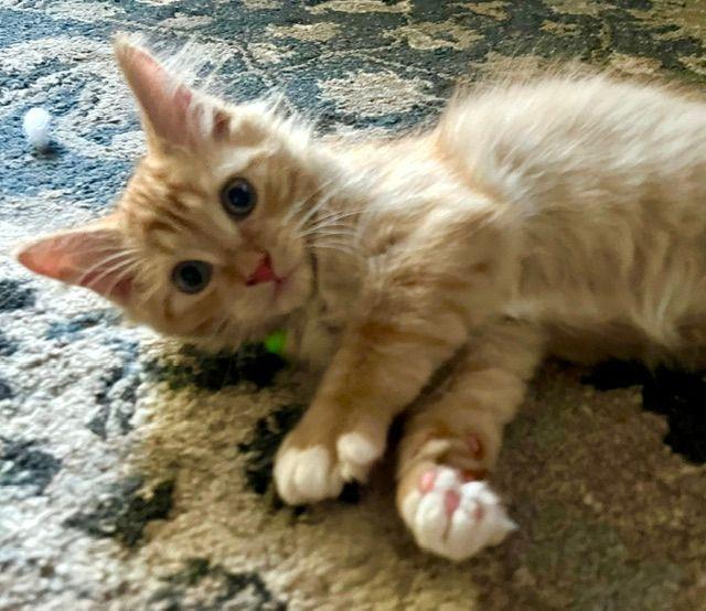 Enlarge Scooby, a Adopted Domestic Medium Hair in Lake Orion, MI image 3/3
