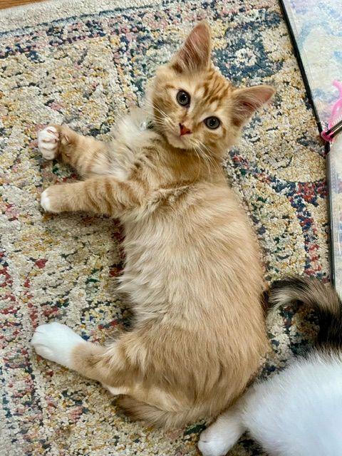 Enlarge Scooby, a Adopted Domestic Medium Hair in Lake Orion, MI image 1/3