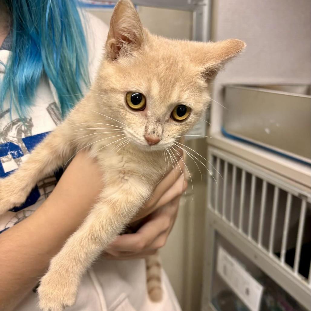 Celosia, Adoptable, Kitten Female Domestic Short Hair.