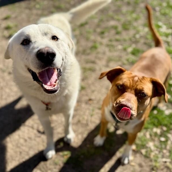 Benny Buster Zero Chaos Club — thumbnail 3