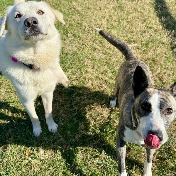 Benny Buster Zero Chaos Club — thumbnail 4