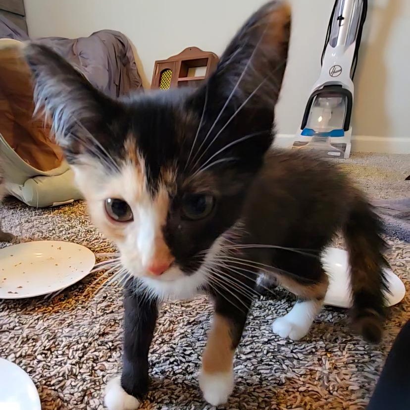 Pj, Baby Female Domestic Short Hair