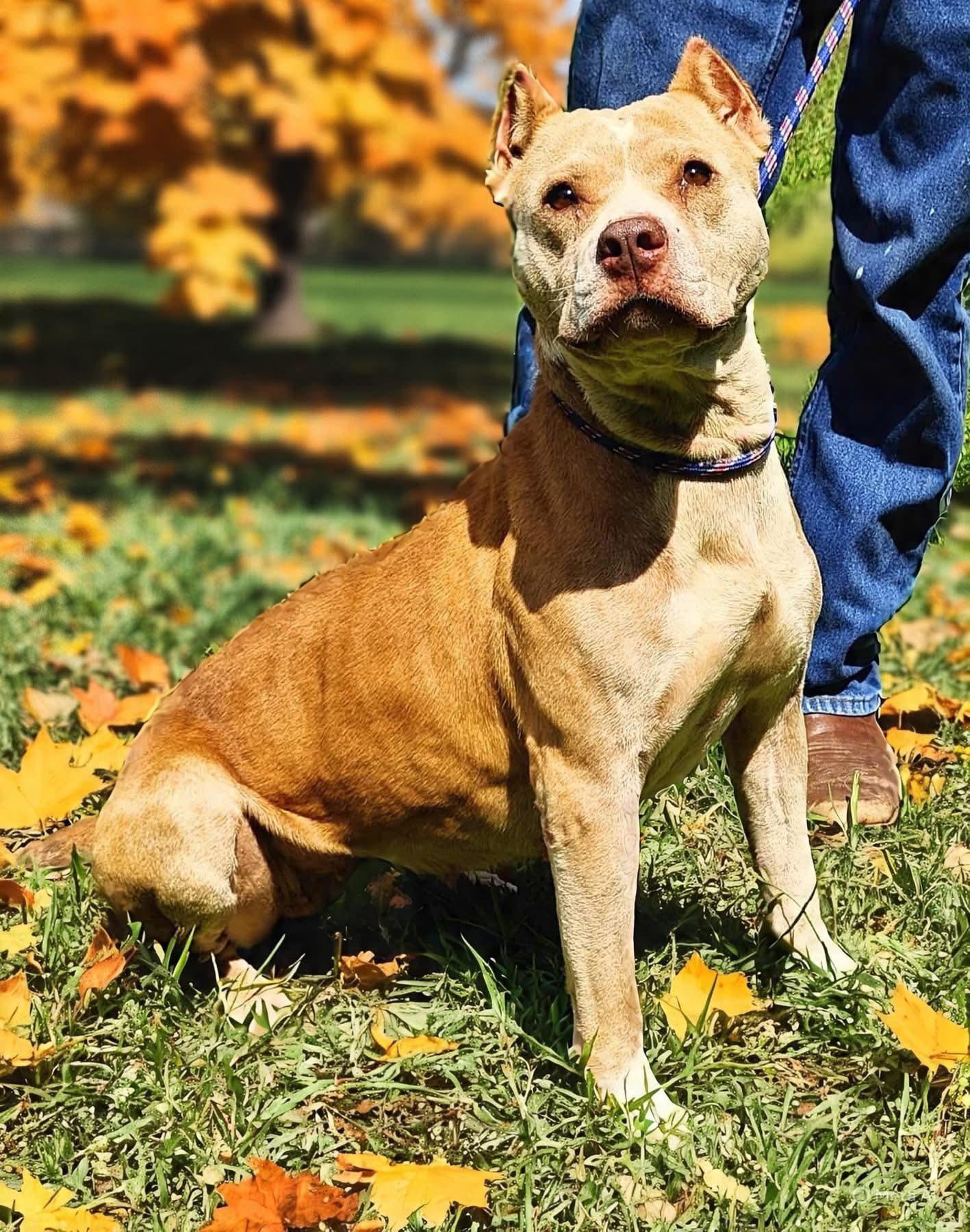 Enlarge Pumpkin, a Adoptable Pit Bull Terrier in Ossining, NY image 1/1