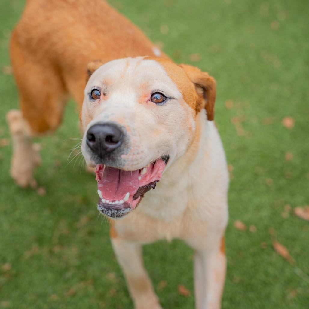 Baby Cakes, a Adoptable mixed breed in Gainesville, GA image 1/3