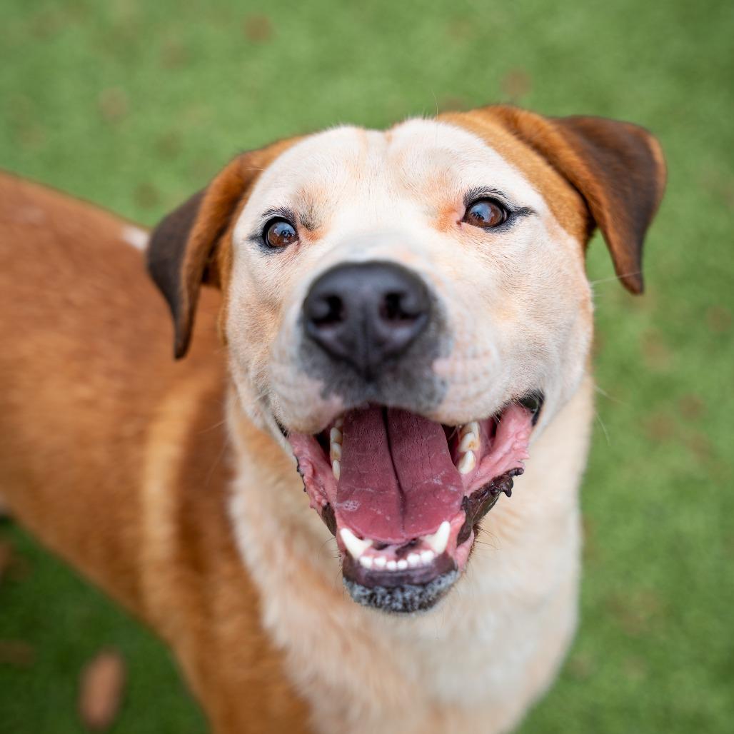 Baby Cakes, a Adoptable mixed breed in Gainesville, GA image 2/3