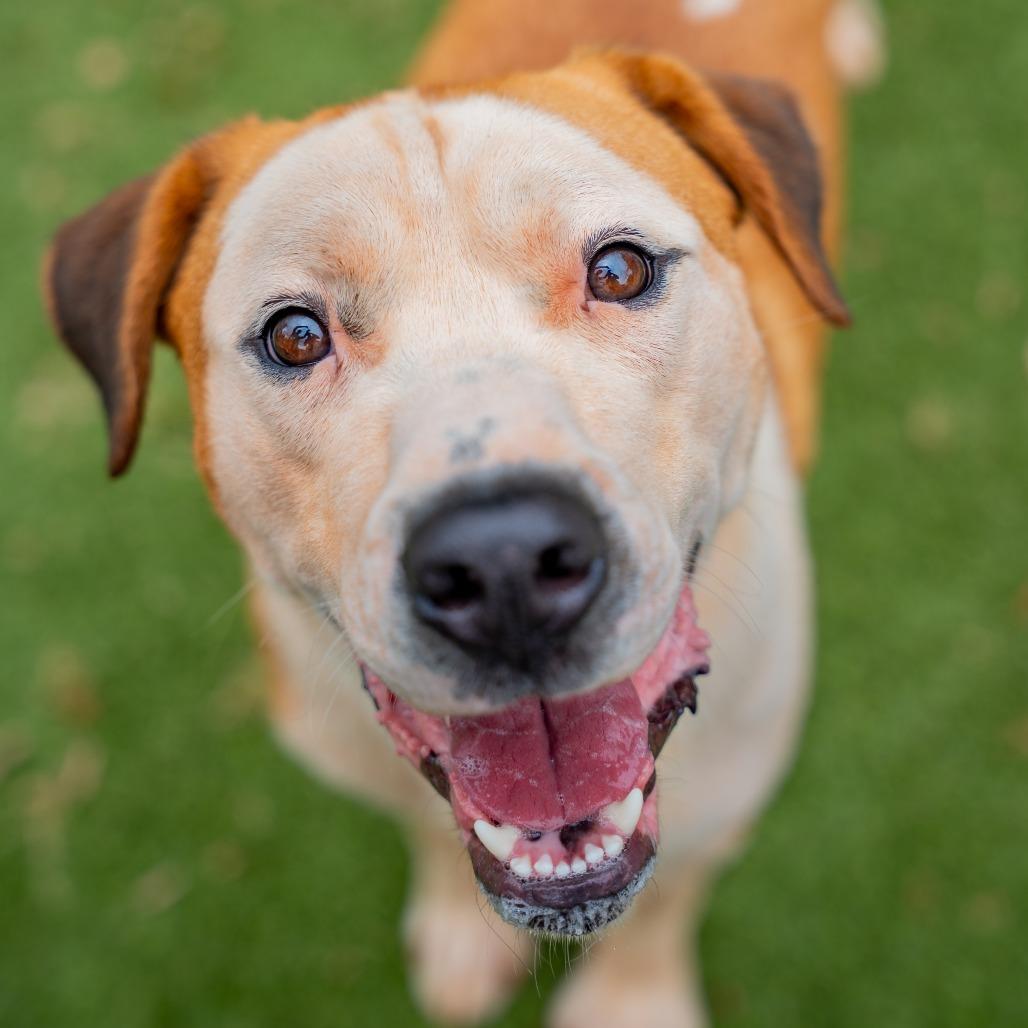 Baby Cakes, a Adoptable mixed breed in Gainesville, GA image 3/3