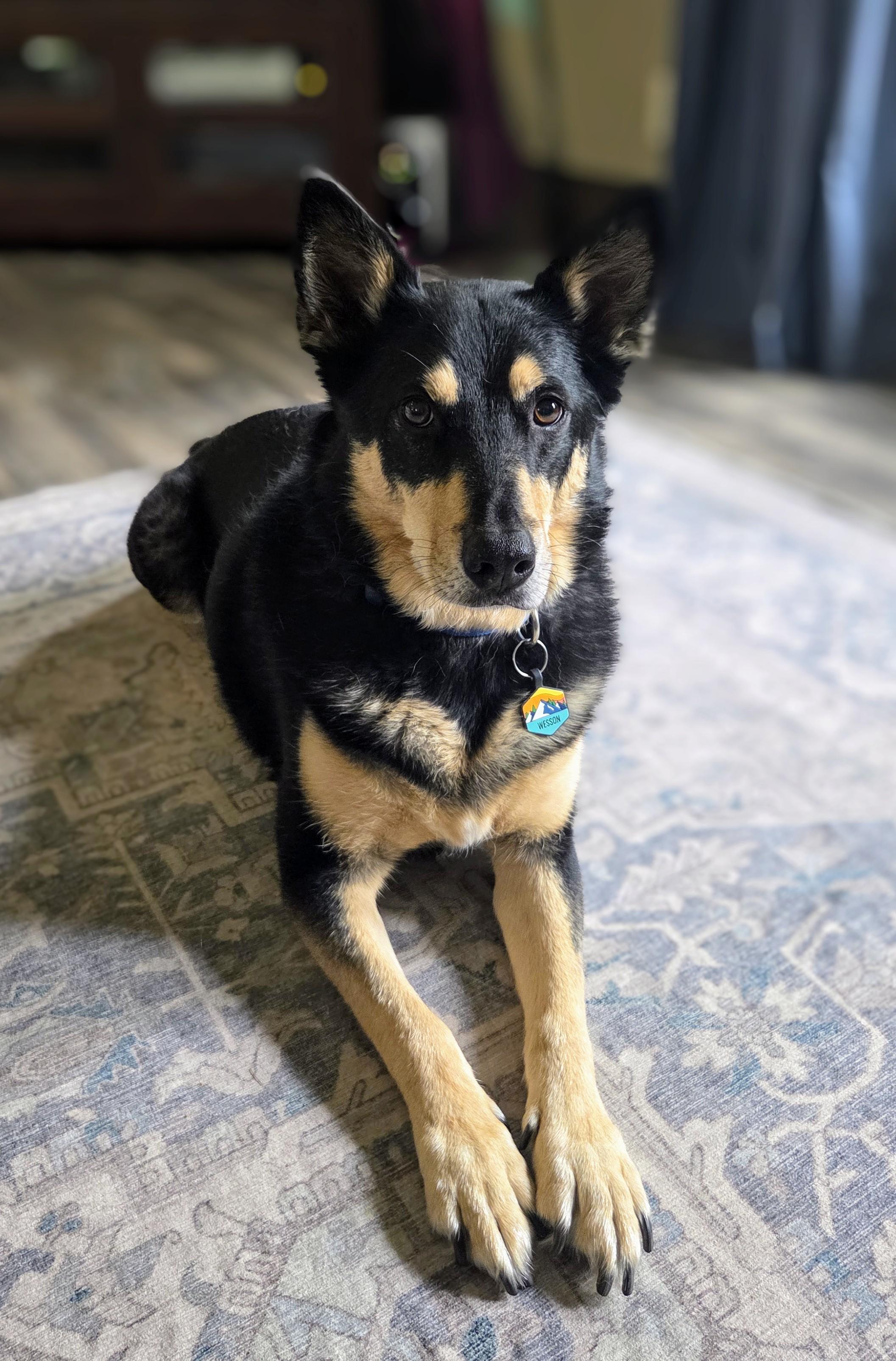 COURTESY POST - Wesson - Richfield, WI, a Adoptable mixed breed in Waukesha, WI image 1/4