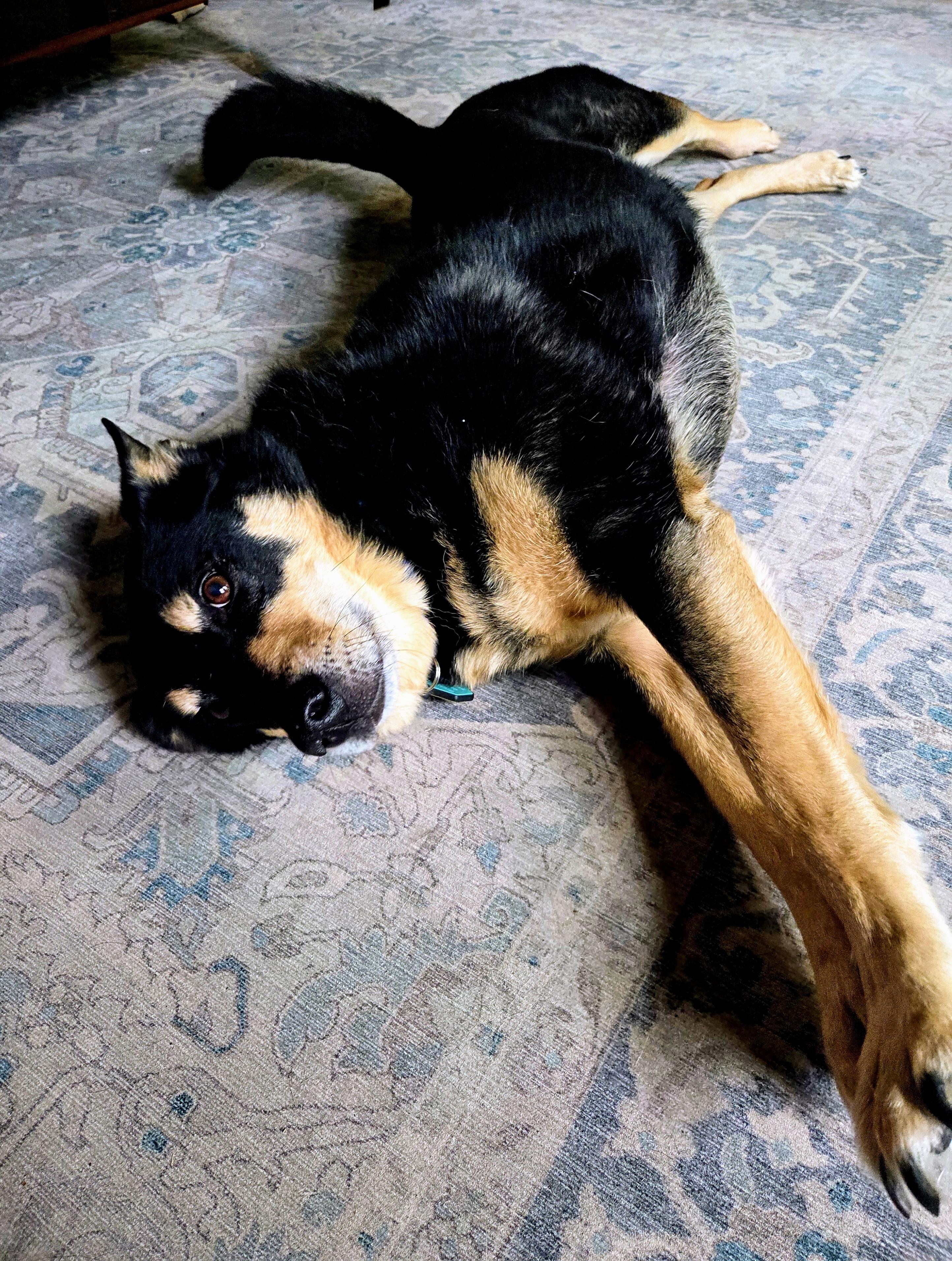 COURTESY POST - Wesson - Richfield, WI, a Adoptable mixed breed in Waukesha, WI image 3/4