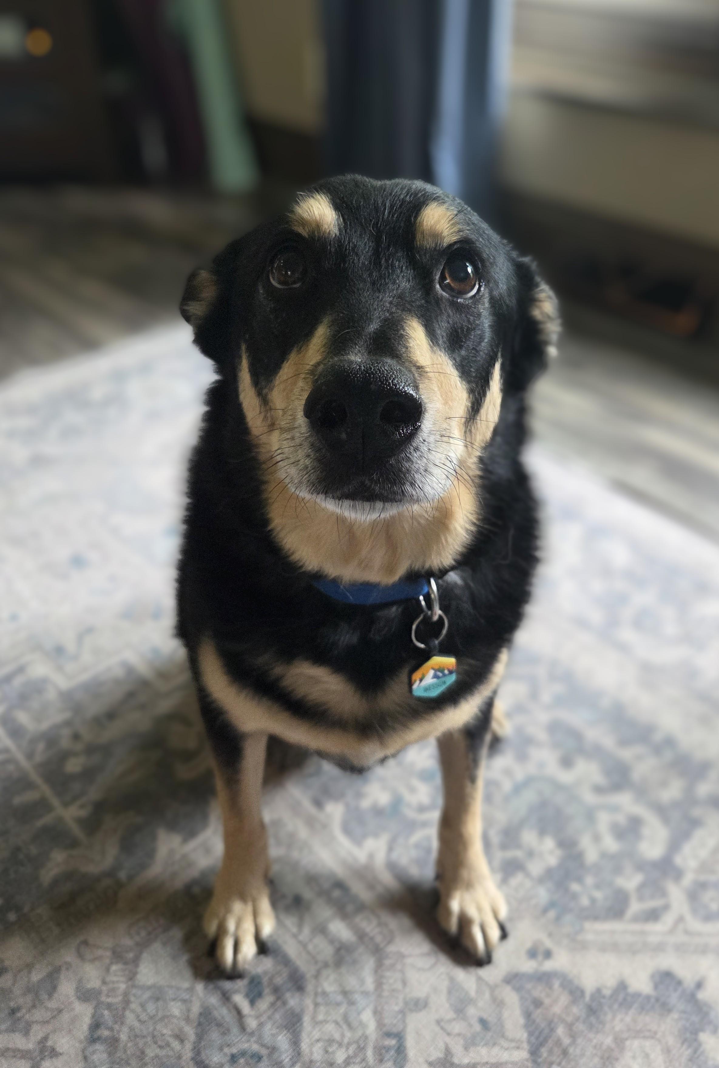 COURTESY POST - Wesson - Richfield, WI, a Adoptable mixed breed in Waukesha, WI image 4/4